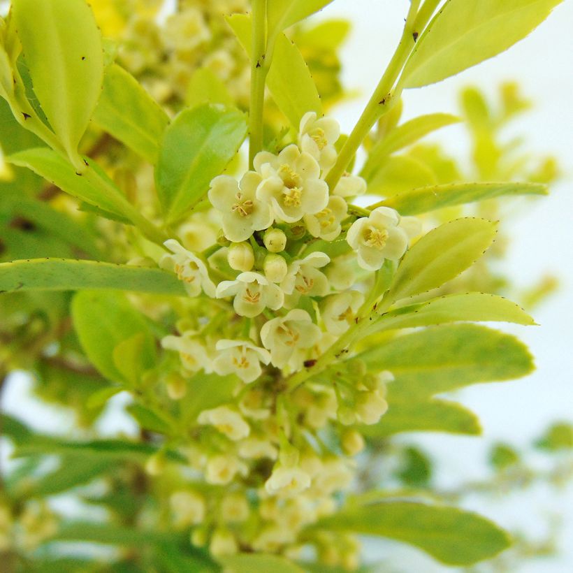 Japanische Stechpalme Glory Gem - Ilex crenata (Flowering)