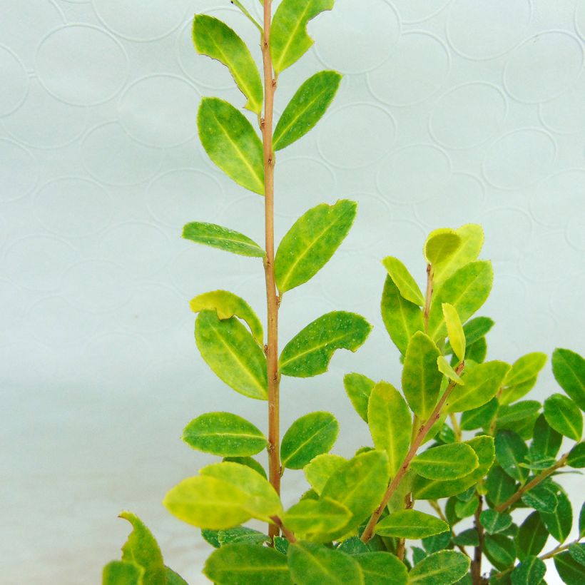 Japanische Stechpalme Golden Gem - Ilex crenata (Foliage)