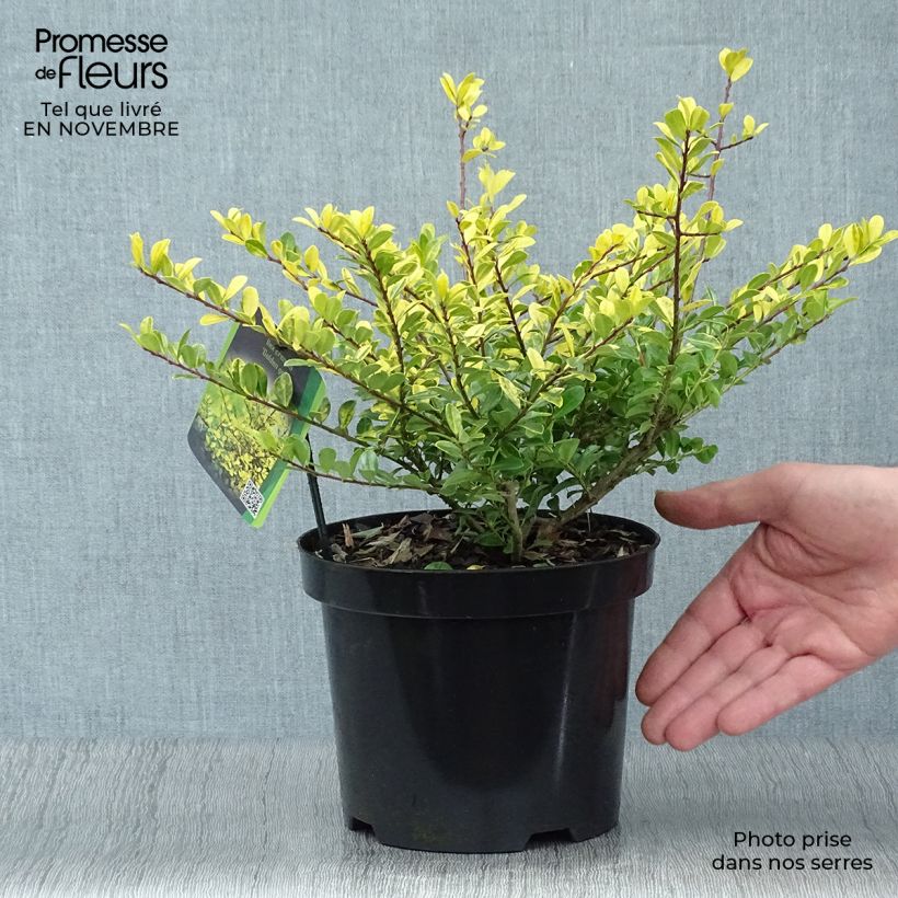 Example of Japanische Stechpalme Golden Gem - Ilex crenata Topf mit 2L/3L as you get in automne