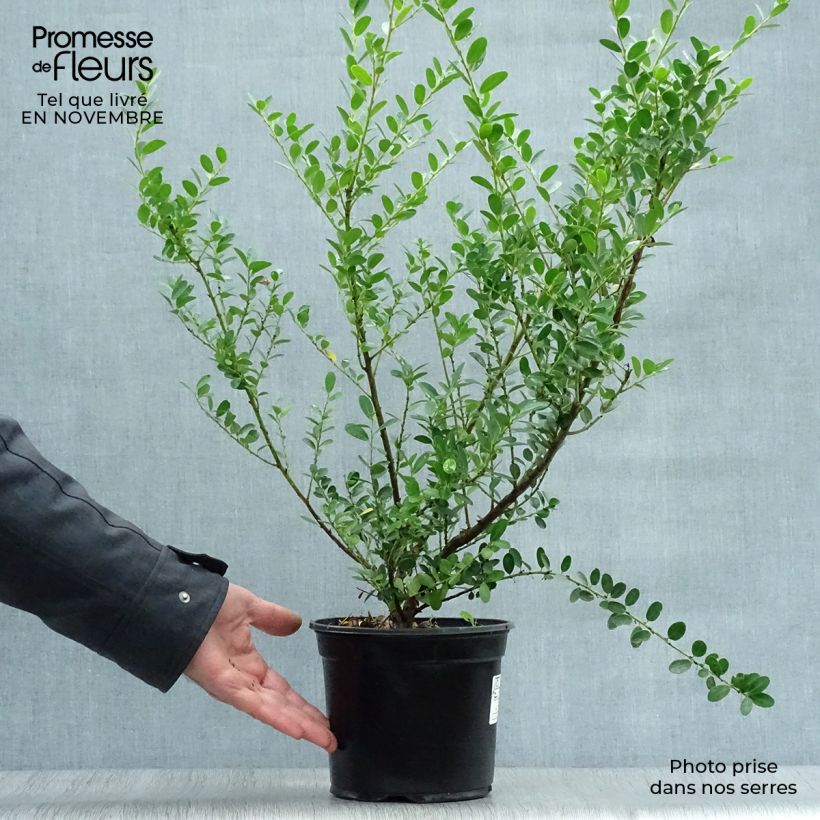 Example of Japanische Stechpalme Green Hedge - Ilex crenata Topf mit 2L/3L as you get in automne