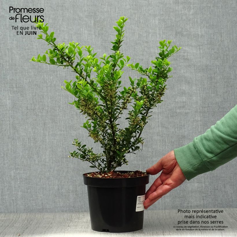Exemplar von Japanische Stechpalme Green Hedge - Ilex crenata Topf mit 2L/3L wie im Sommer geliefert