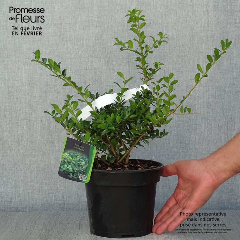 Example of Japanische Stechpalme Green Lustre - Ilex crenata Topf mit 2L/3L as you get in automne