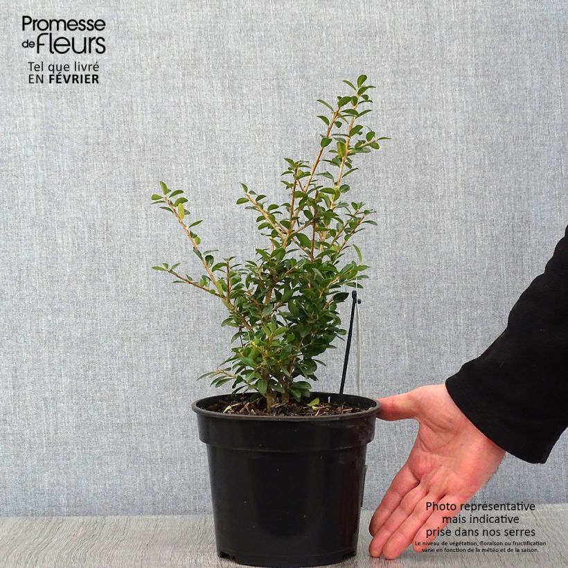 Exemplar von Japanische Stechpalme Green Lustre - Ilex crenata Topf mit 2L/3L wie im Winter geliefert