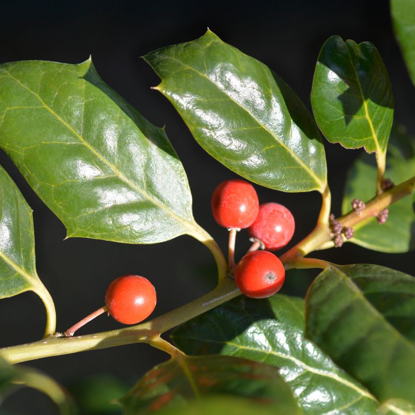 Stechpalme Nellie R. Stevens - Ilex (Ernte)
