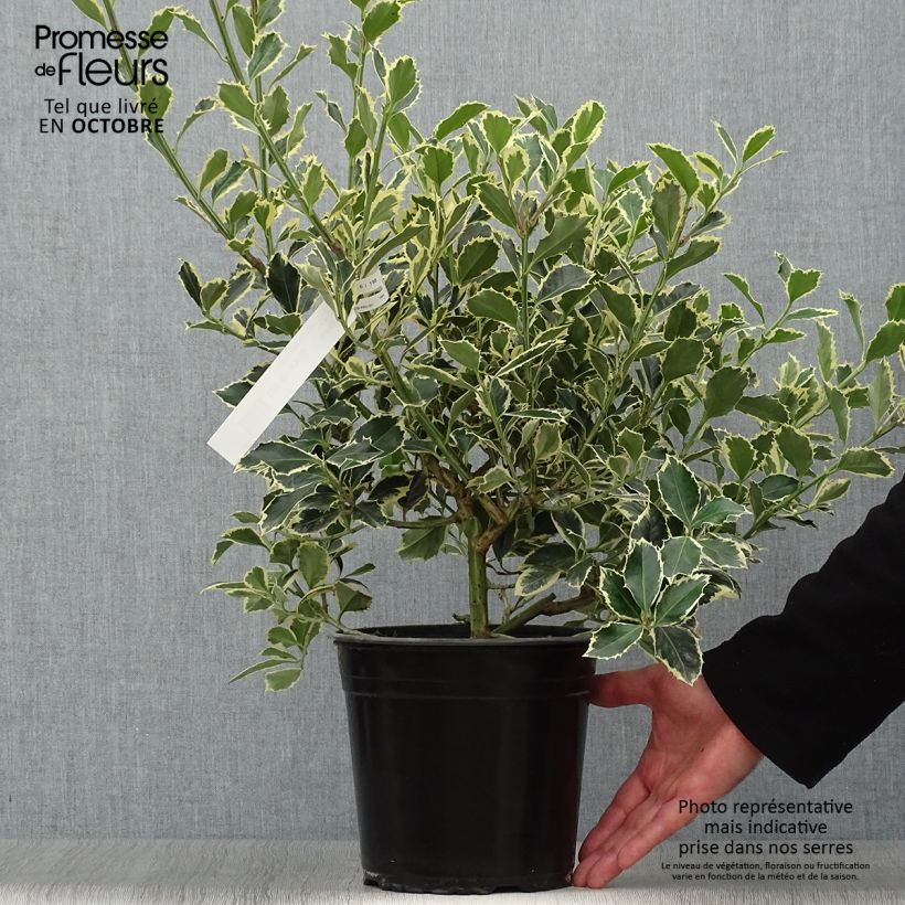 Example of Weißbunte Stechpalme Argenteomarginata - Ilex aquifolium Topf mit 2L/3L as you get in automne