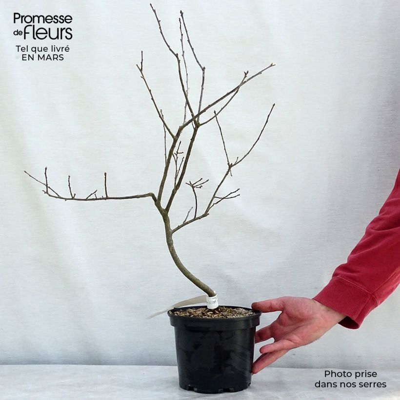 Example of Ilex verticillata Southern Gentleman Topf mit 3L/4L as you get in hiver