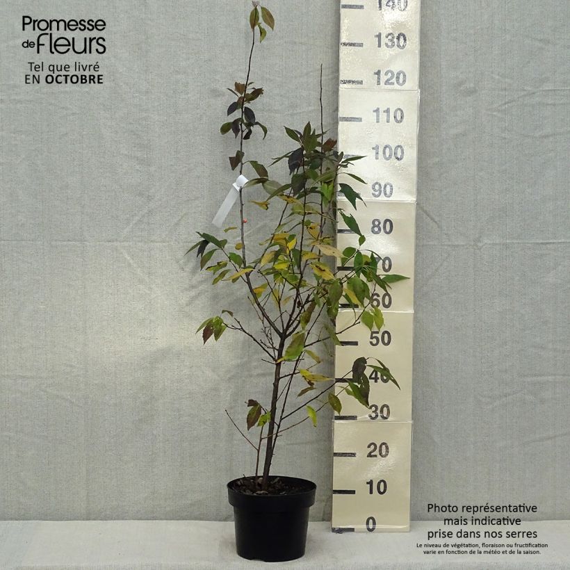 Example of Ilex verticillata Magical Daydream Topf mit 4L/5L as you get in automne