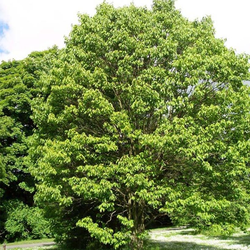 Japanischer Rosinenbaum - Hovenia dulcis (Plant habit)