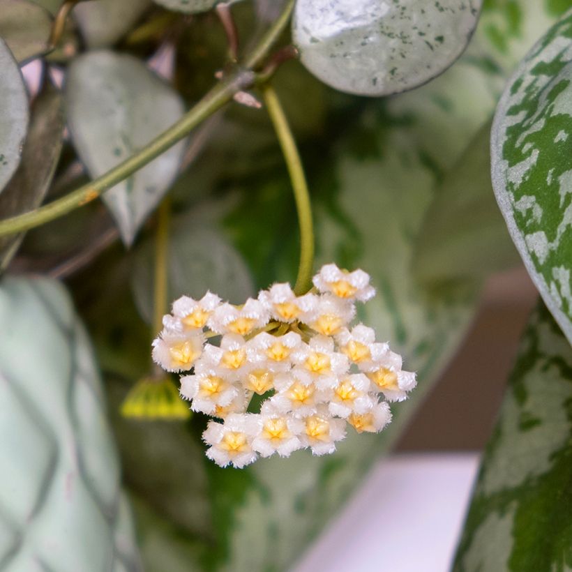 Hoya Eskimo - Porzellanblume (Flowering)