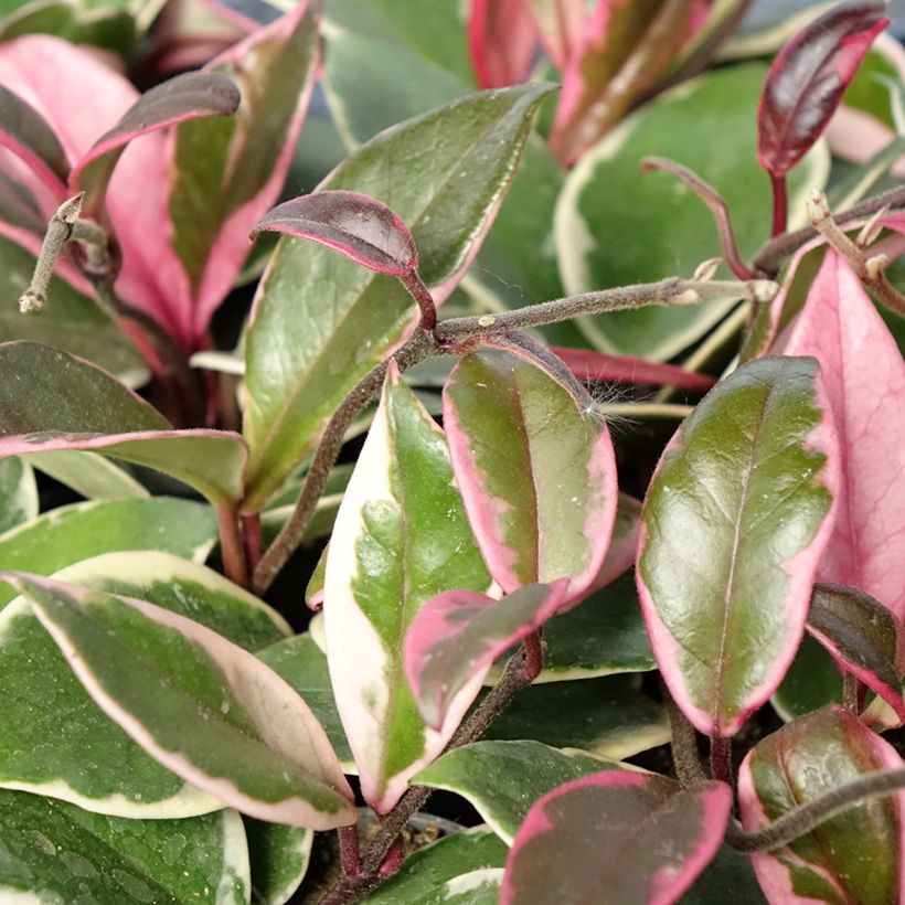 Hoya Flamingo Dream - Porzellanblume (Foliage)
