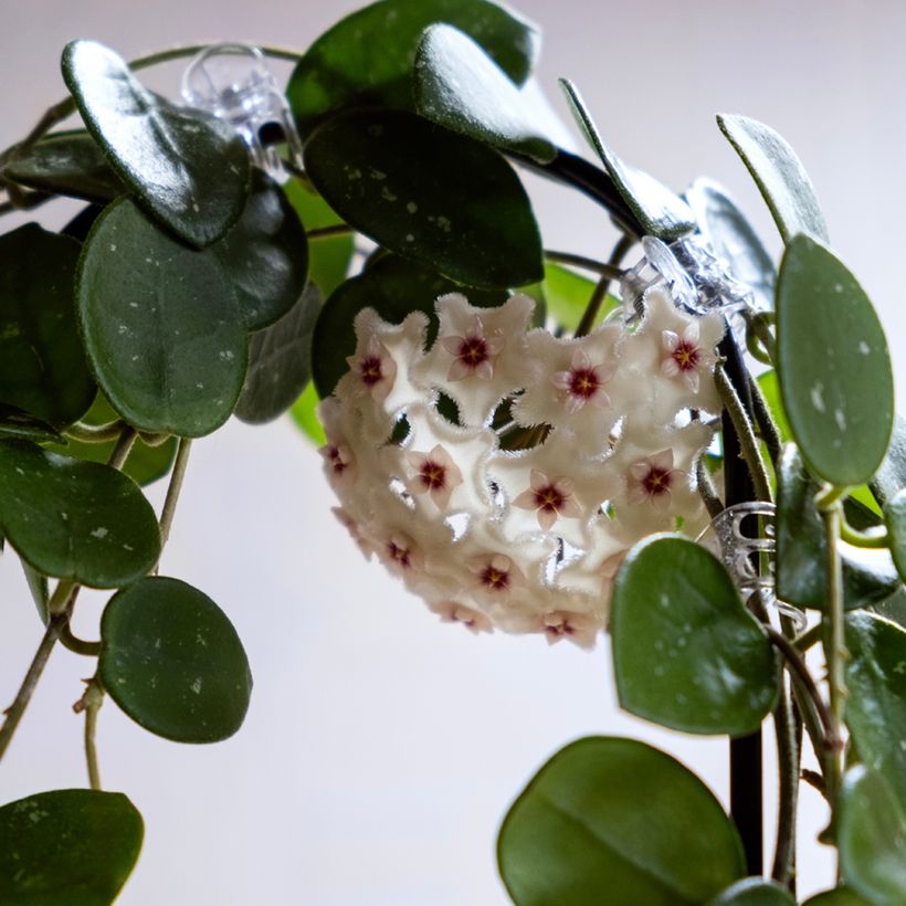 Hoya Mathilde Splash - Porzellanblume (Flowering)
