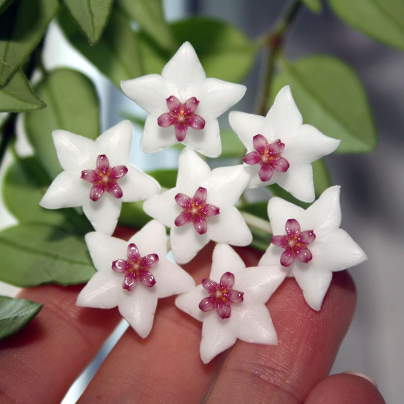 Hoya bella - Porzellanblume (Flowering)