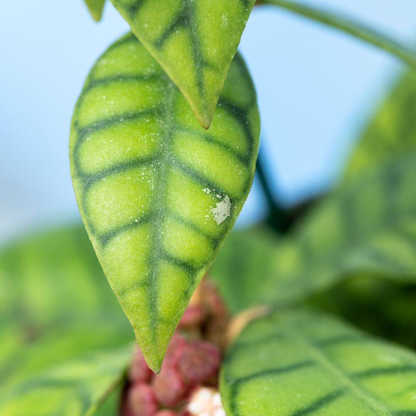 Hoya callistophylla - Porzellanblume (Foliage)