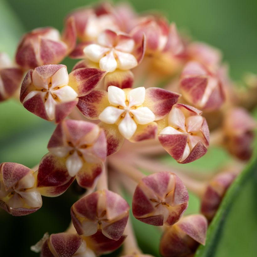 Hoya callistophylla - Porzellanblume (Flowering)