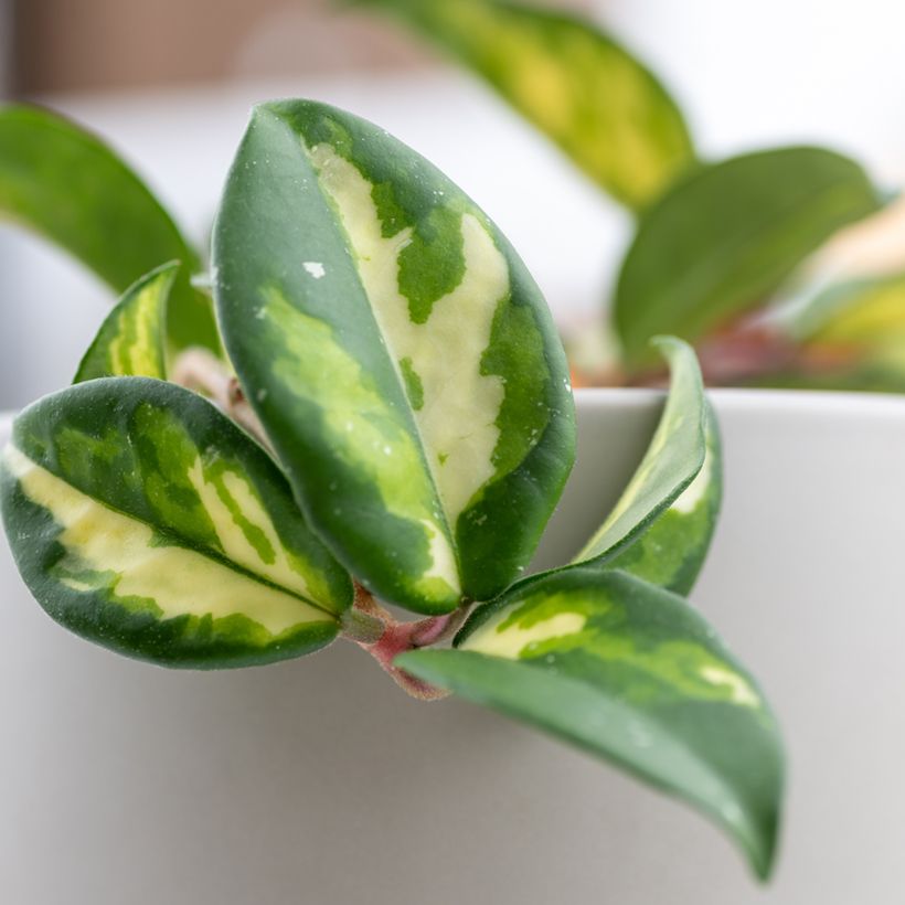 Hoya carnosa Tricolor - Porzellanblume (Foliage)