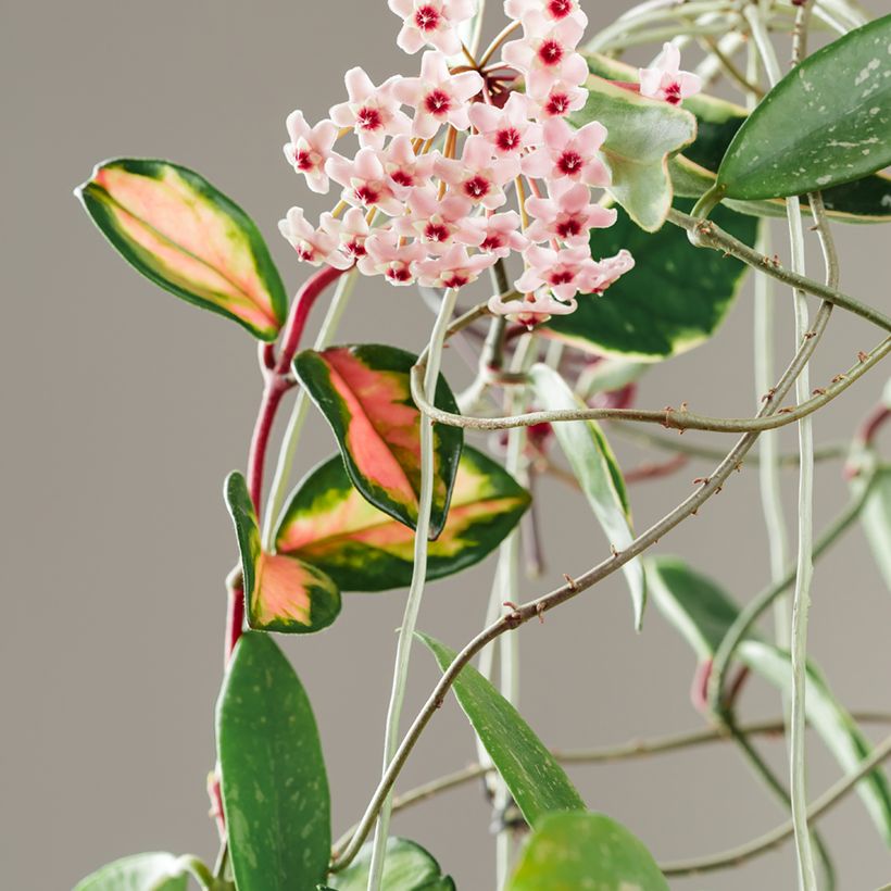 Hoya carnosa Tricolor - Porzellanblume (Flowering)