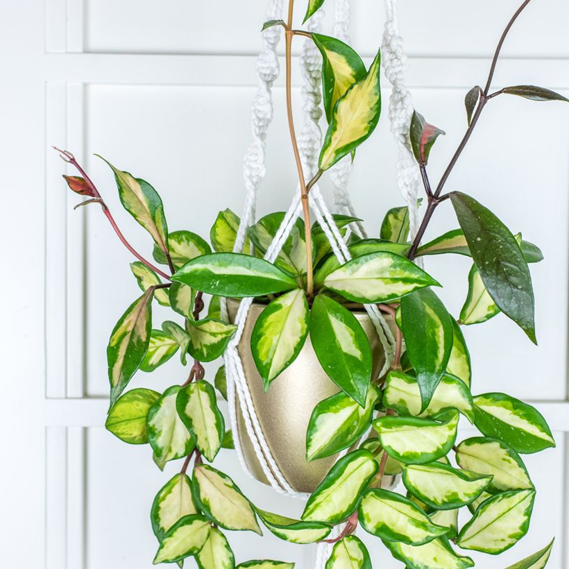 Hoya carnosa Tricolor - Porzellanblume (Plant habit)
