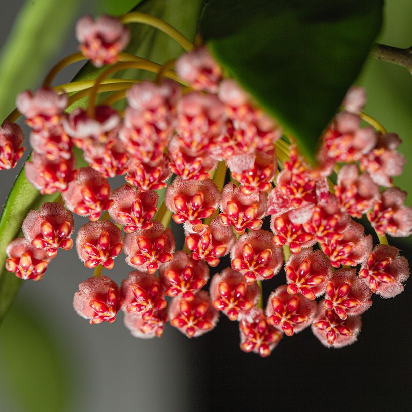 Hoya gracilis - Porzellanblume (Flowering)