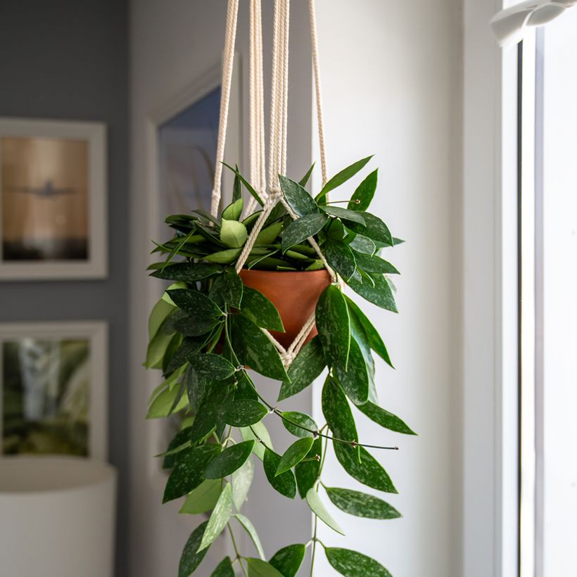 Hoya gracilis - Porzellanblume (Plant habit)
