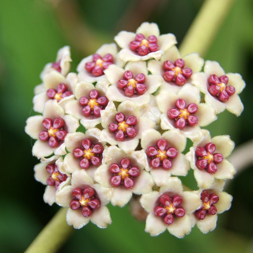 Hoya kerrii Variegata - Herzblatt-Pflanze (Flowering)