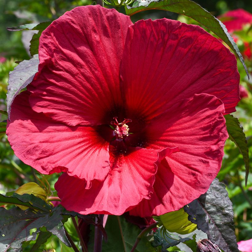 Hibiscus moscheutos Red - Sumpfeibisch (Flowering)