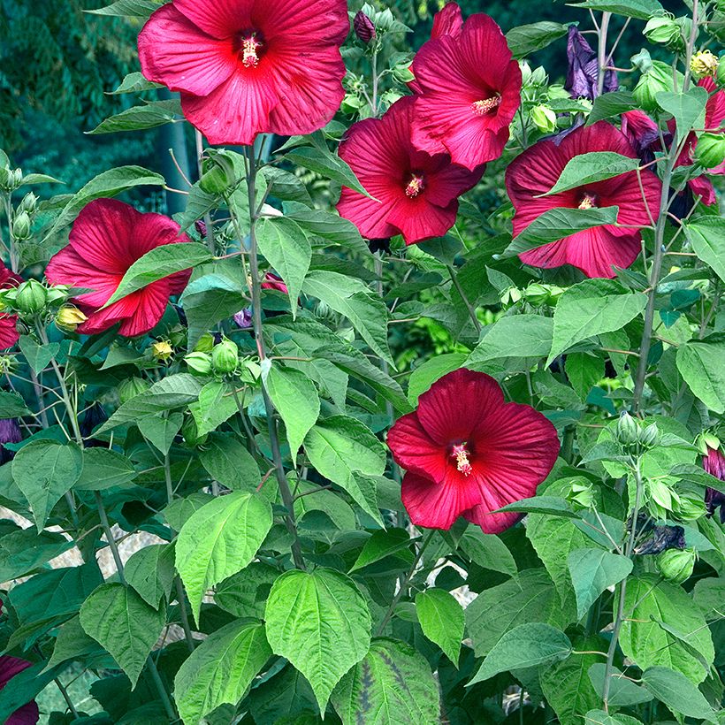 Hibiscus moscheutos Red - Sumpfeibisch (Plant habit)