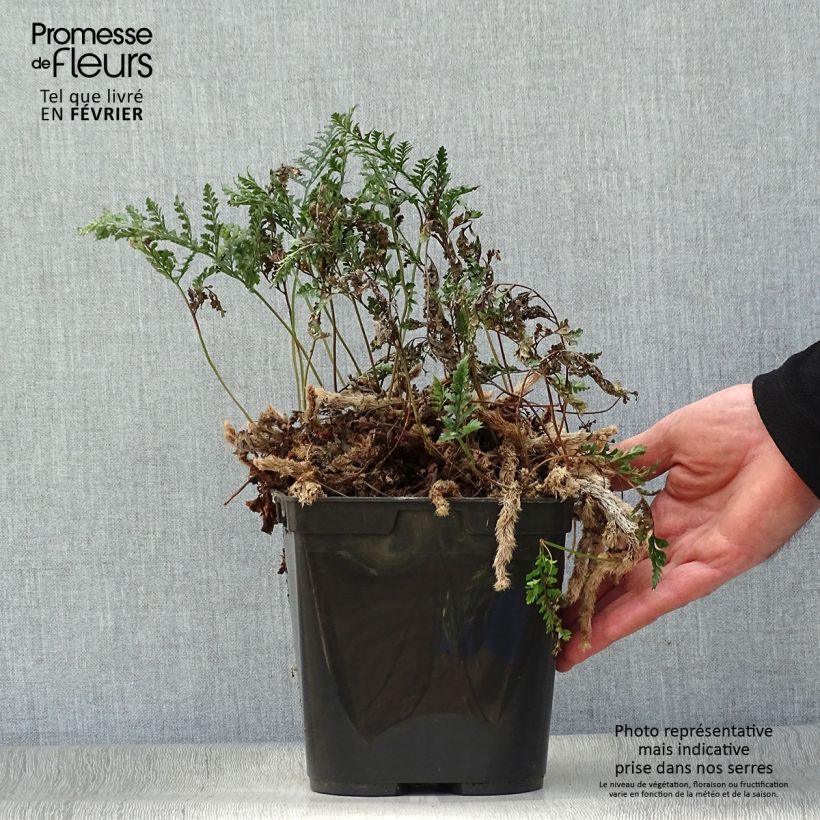 Exemplar von Humata tyermannii - Tarantelfarn Topf 12 cm / 13 cm wie im Winter geliefert