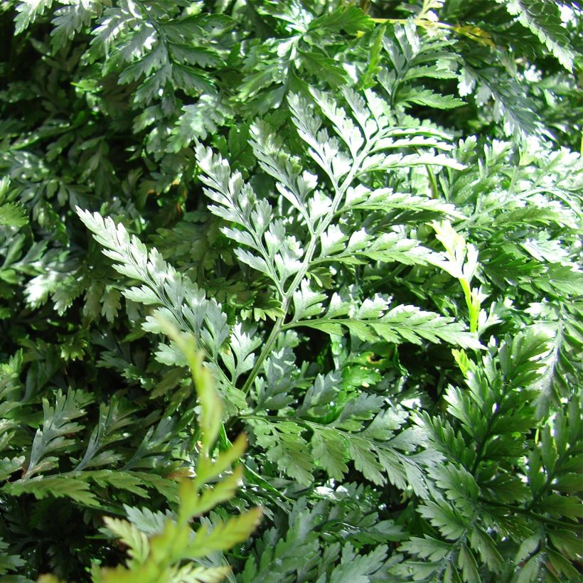 Humata tyermannii - Tarantelfarn (Foliage)