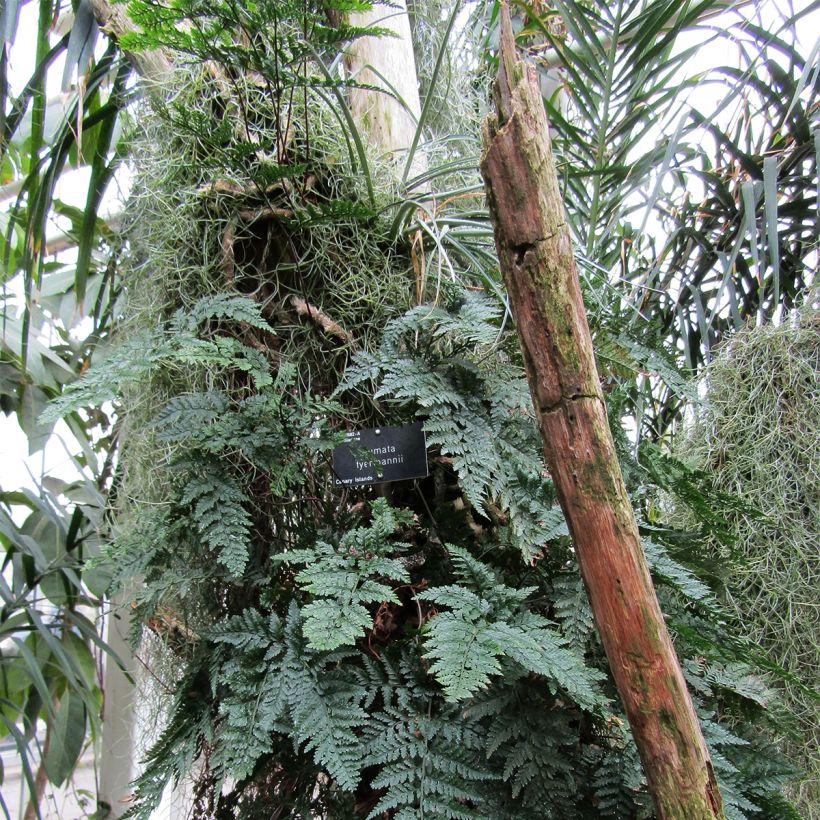 Humata tyermannii - Tarantelfarn (Plant habit)