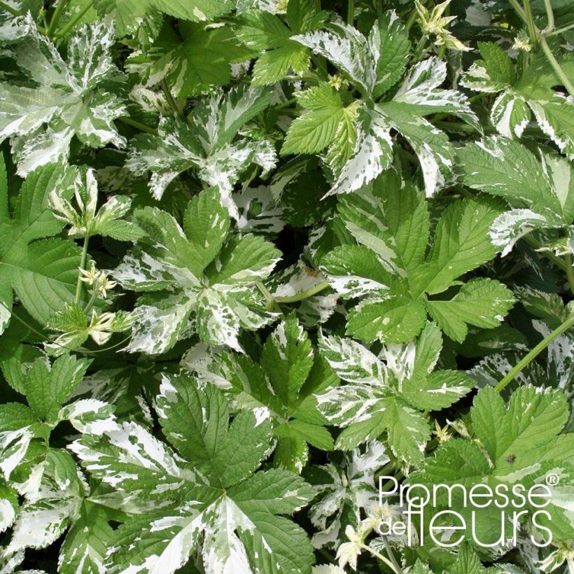 Humulus japonicus Variegatus - Japanischer Hopfen (Foliage)