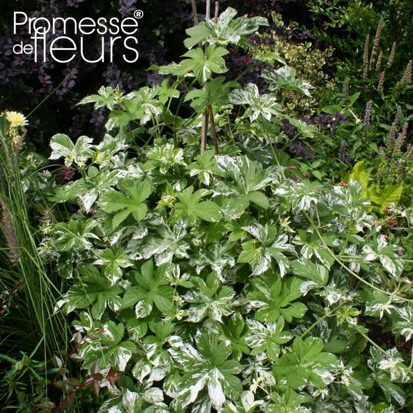Humulus japonicus Variegatus - Japanischer Hopfen (Plant habit)