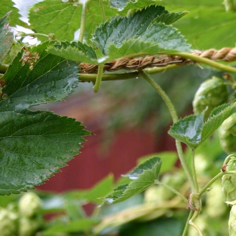 Humulus lupulus Cascade - Hopfen (Foliage)