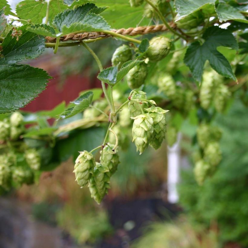 Humulus lupulus Cascade - Hopfen (Flowering)