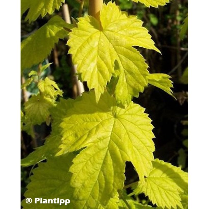 Humulus lupulus Golden Tassels - Hopfen (Foliage)
