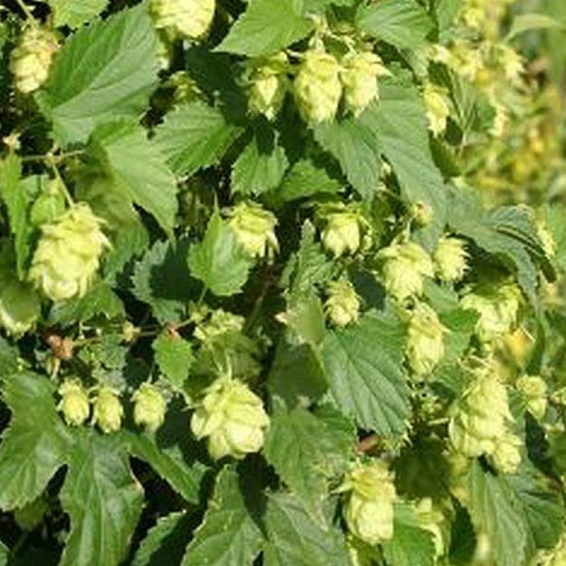 Humulus lupulus Nordbrau - Hopfen (Foliage)