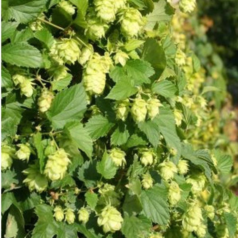 Humulus lupulus Nordbrau - Hopfen (Flowering)
