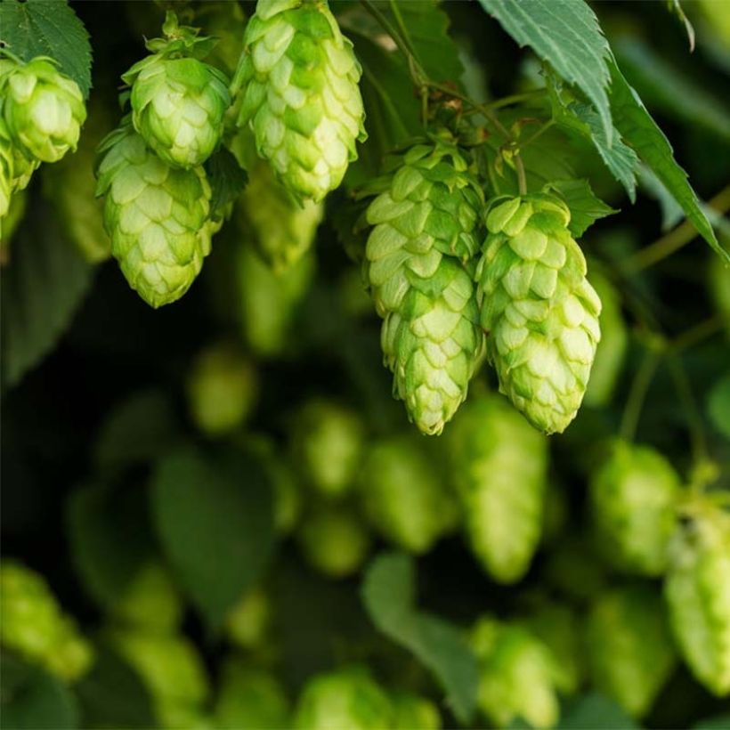 Humulus lupulus Target - Hopfen (Flowering)