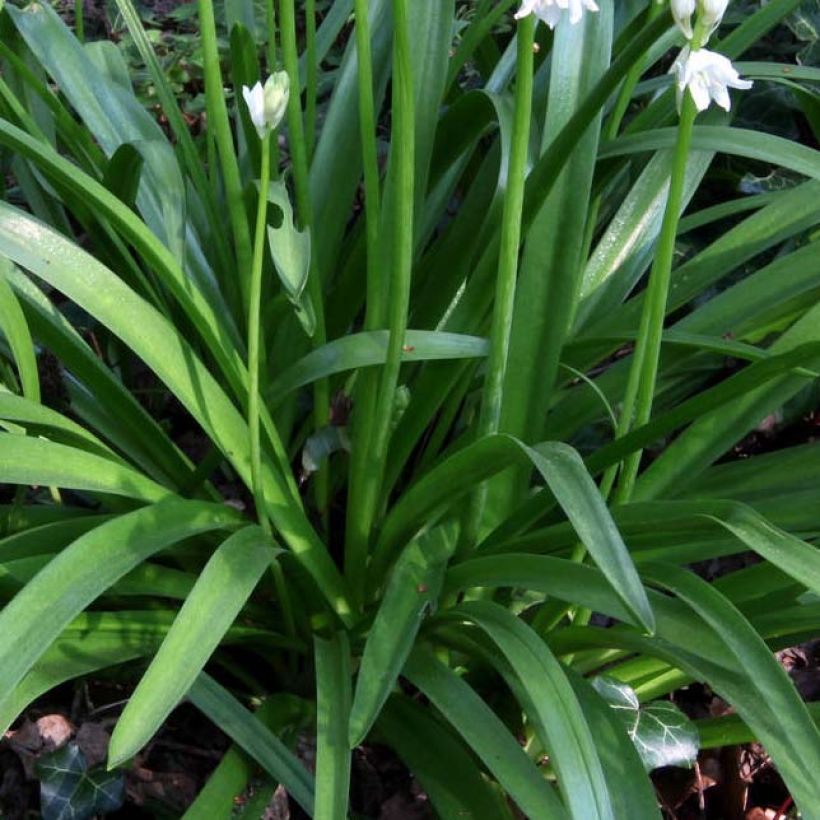 Hyacinthoides non-scripta Alba - Atlantische Hasenglöckchen (Foliage)