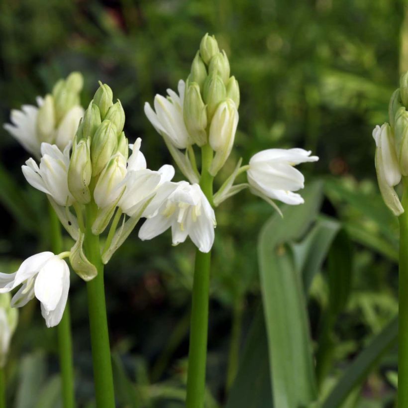 Hyacinthoides non-scripta Alba - Atlantische Hasenglöckchen (Flowering)