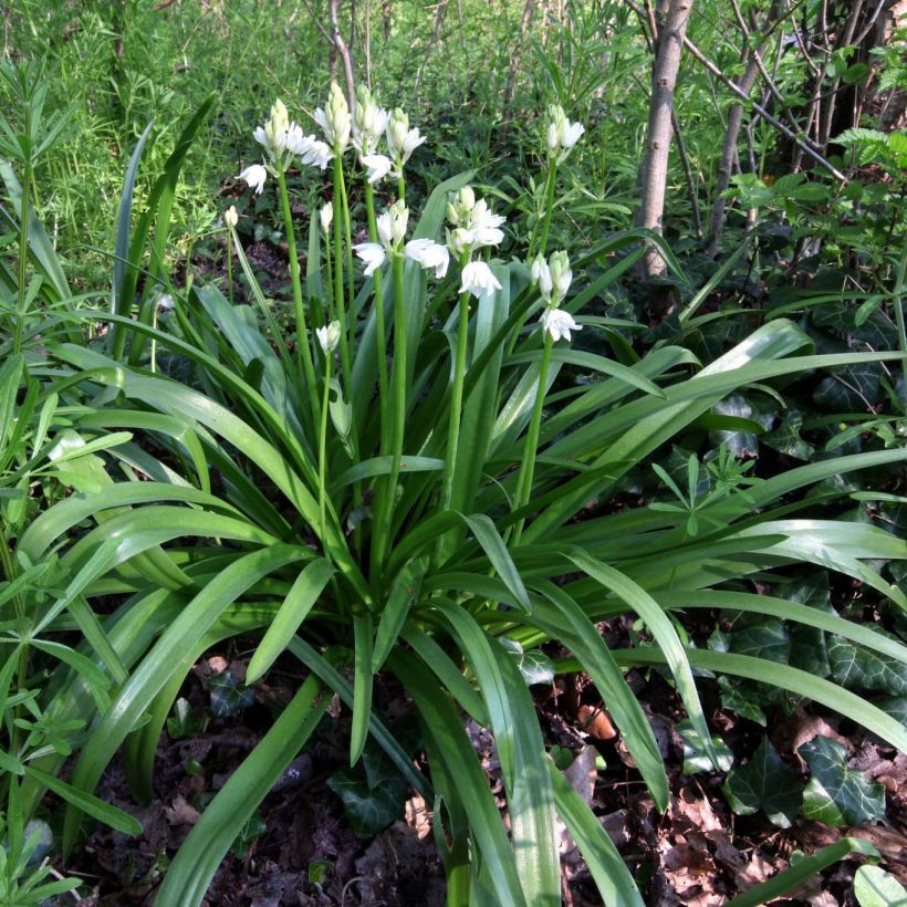 Hyacinthoides non-scripta Alba - Atlantische Hasenglöckchen (Plant habit)