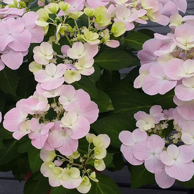 Hydrangea French Bolero - Girlanden-Hortensie (Blüte)