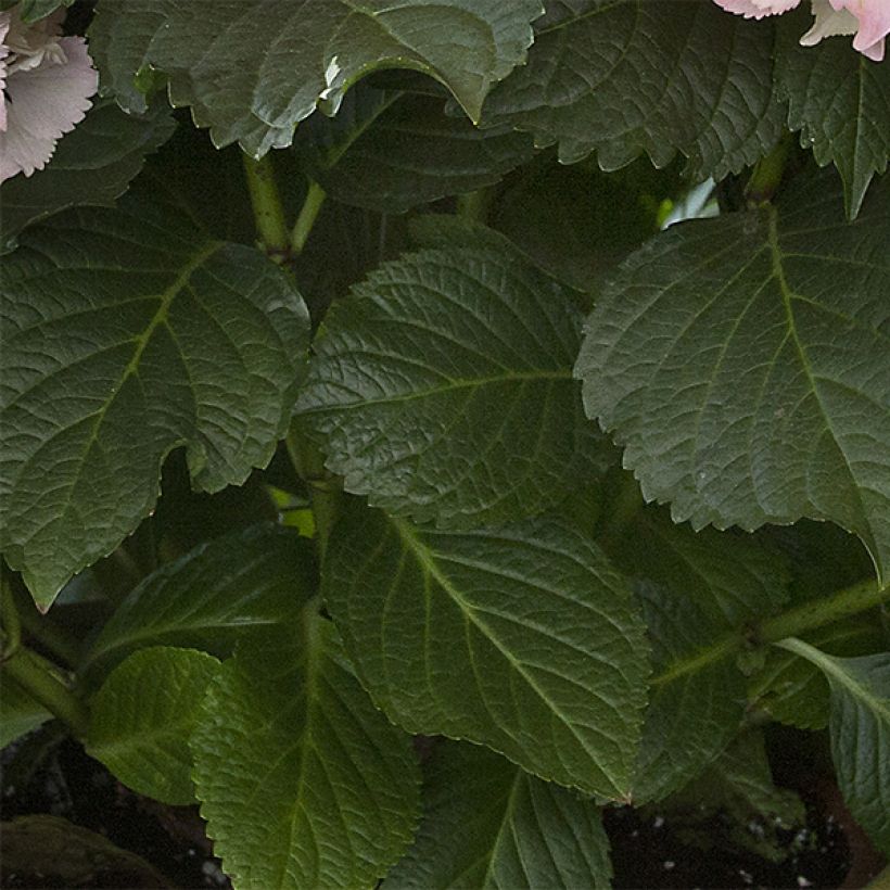 Hydrangea macrophylla Magical Pearl - Bauernhortensie (Foliage)