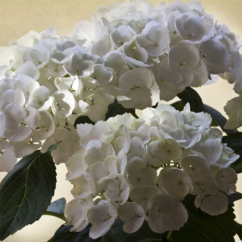 Hydrangea macrophylla Magical Pearl - Bauernhortensie (Flowering)