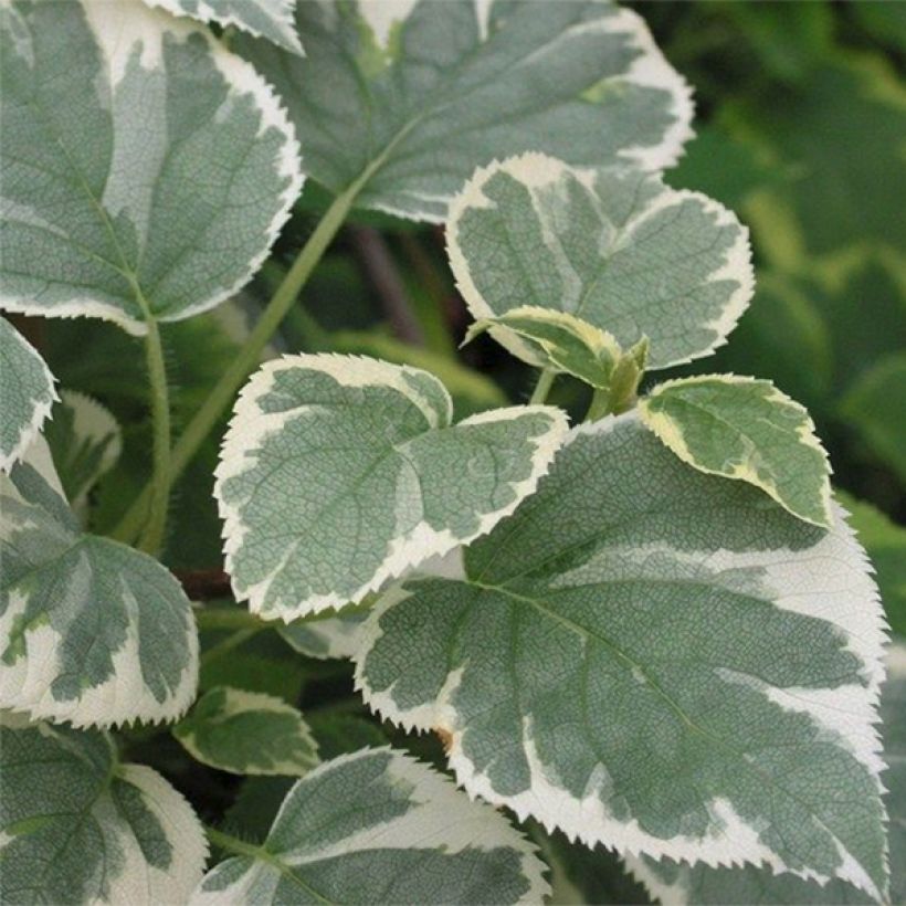 Hydrangea anomala petiolaris Silver Lining - Kletter-Hortensie (Foliage)