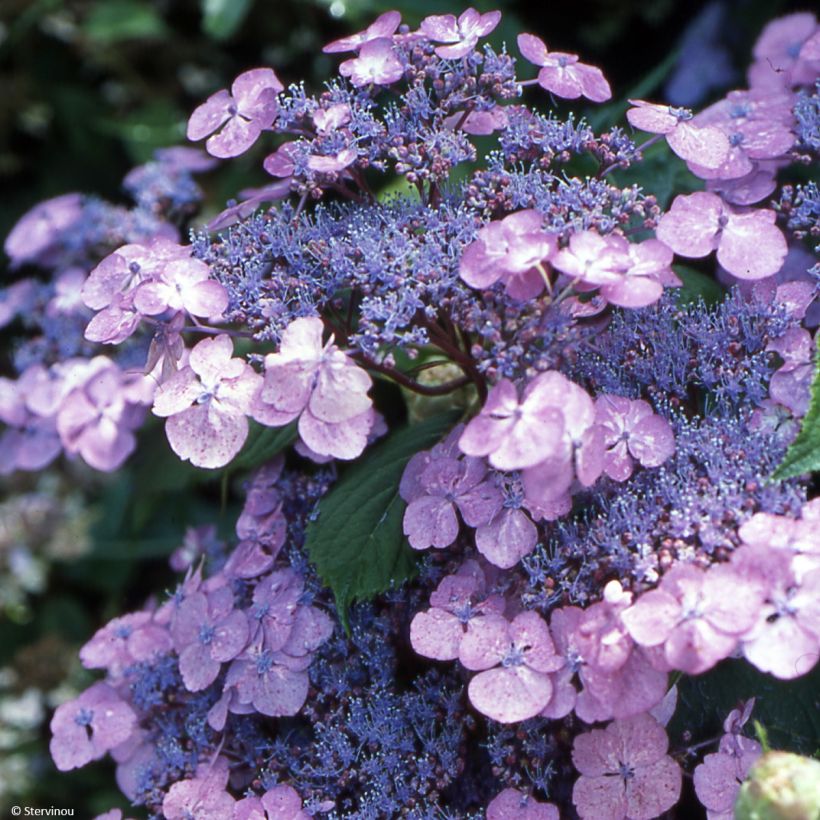 Hydrangea serrata Vicomte de Kerlot - Tellerhortensie (Flowering)