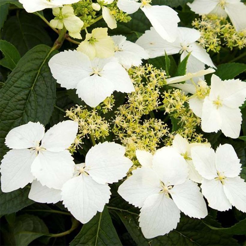 Hydrangea angustipetala Golden Crane - Dufthortensie (Flowering)