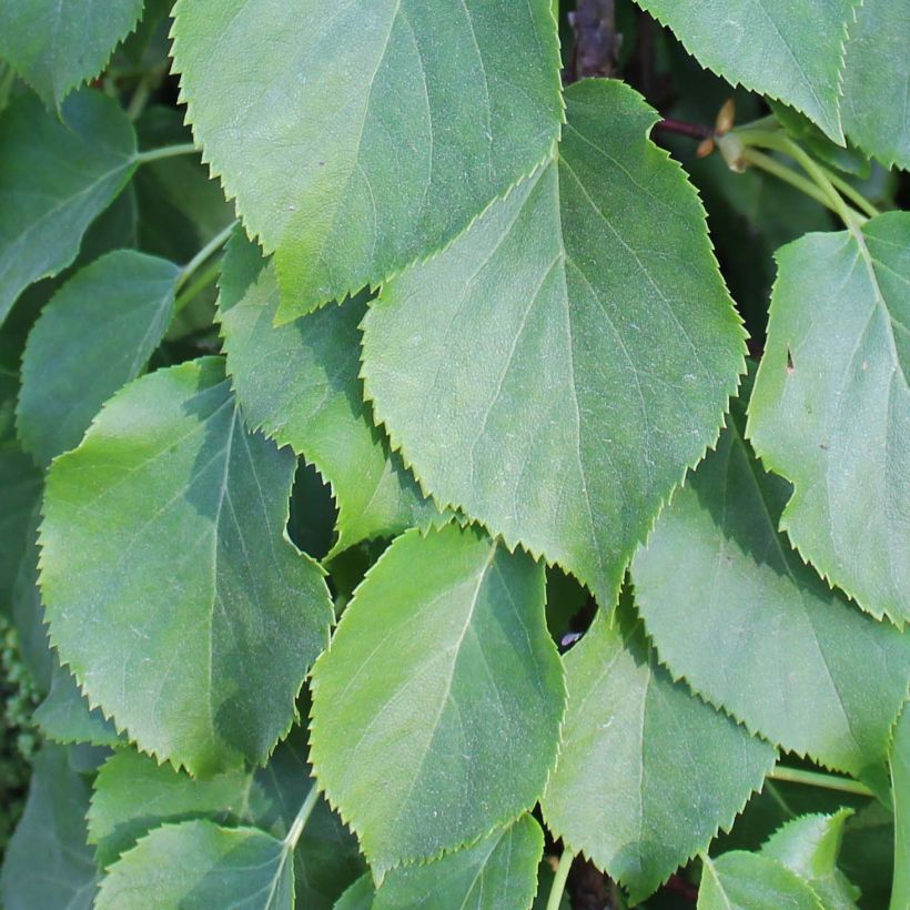 Hydrangea anomala sp glabra Crug Coral - Kletter-Hortensie (Foliage)
