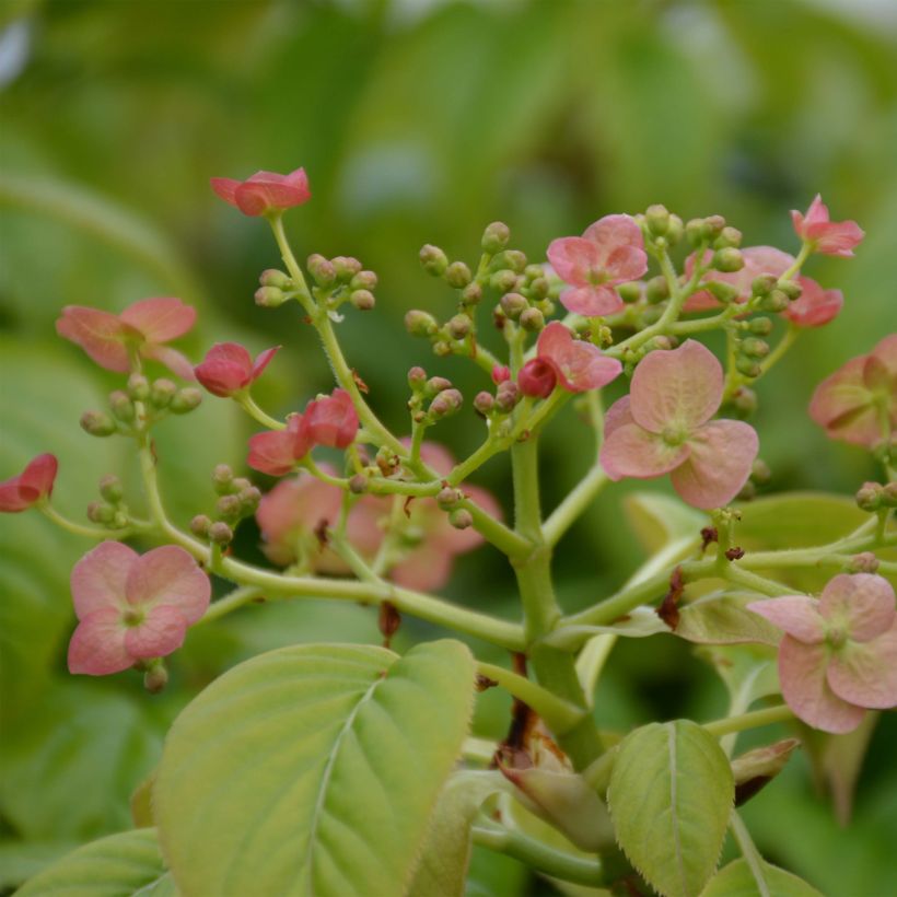 Hydrangea anomala sp glabra Crug Coral - Kletter-Hortensie (Flowering)