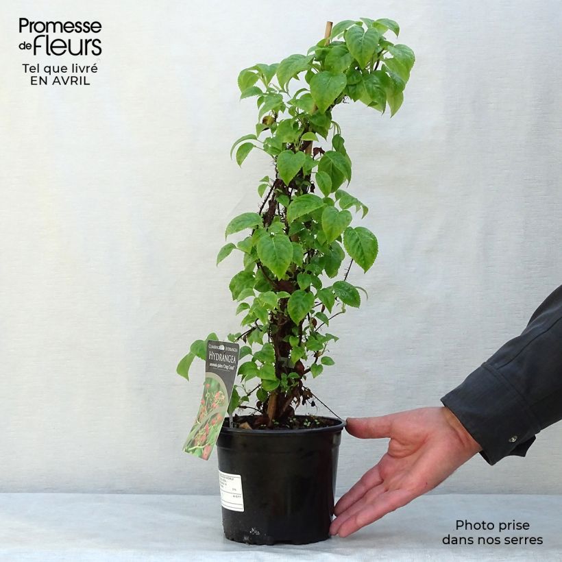 Exemplar von Hydrangea anomala sp glabra Crug Coral - Kletter-Hortensie Topf mit 2L/3L wie im Frühjahr geliefert