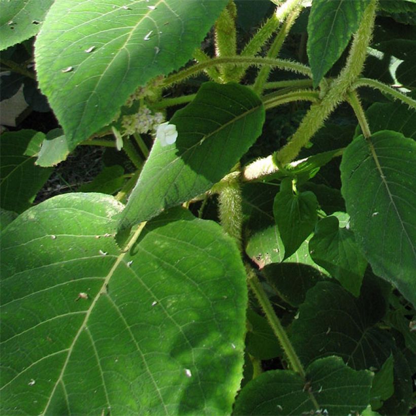 Hydrangea aspera Anthony Bullivant - Samthortensie (Foliage)